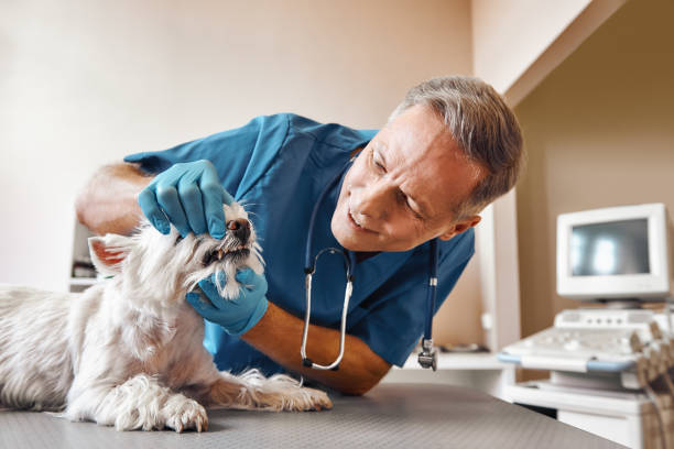 Best Pediatric Emergency Dentist in Lake Orion, MI